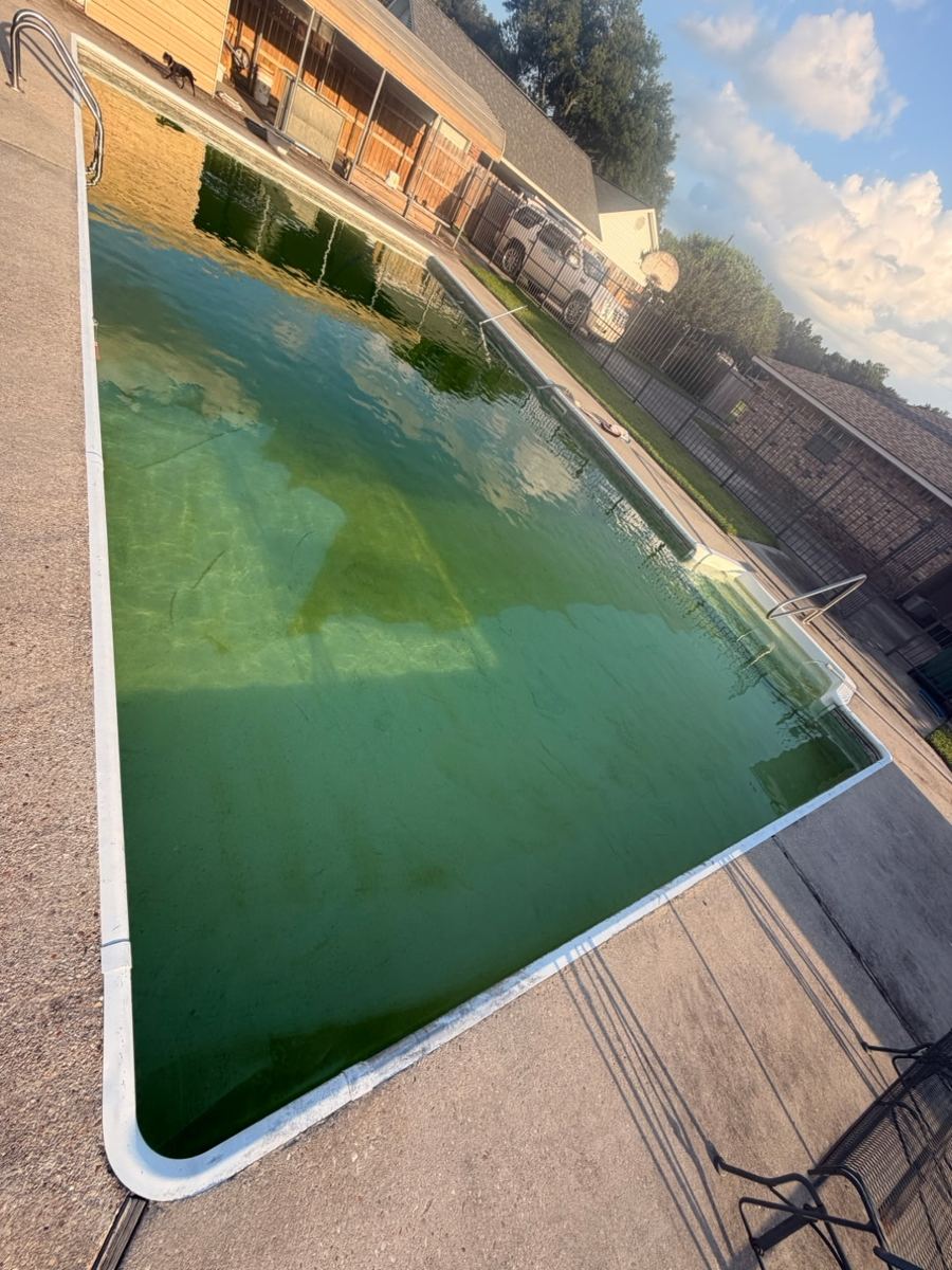 Backyard pool before cleaning, green water
